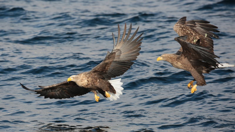 美国最新消息，盘中美元消息，ice美元指数价格走势图，美元指数今日重大消息，美元欧元日元英镑加元最新资讯