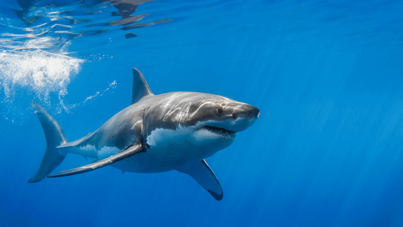 全球宏观要闻,突发新闻事件,重大经济数据,重大经济事件,近日,今日,下周,今日交易提示,隔夜国际市场