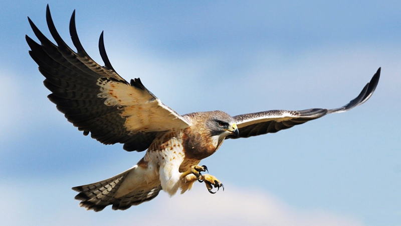 12月4日,澳大利亚联储公布12月政策利率,仍维持前值1.5%不变,符合市场此前预期,这是澳洲联储连续第24个月保持利率不变。