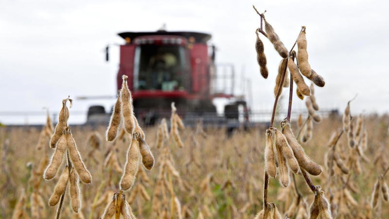 17日，沥青期货主力1906合约小幅高开后，受空头减仓影响，期价振荡反弹。此时，部分多头借机获利离场，期价略有回落。之后，多空陷入胶着，期价呈小区间波动，日内...