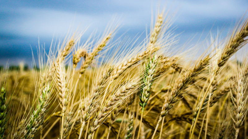 17日,沥青期货主力1906合约小幅高开后,受空头减仓影响,期价振荡反弹。此时,部分多头借机获利离场,期价略有回落。之后,多空陷入胶着,期价呈小区间波动,日内...